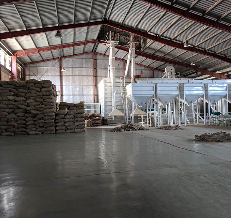 Ethiopian Green Coffee Beans Wholesale and Retail Cabey Café