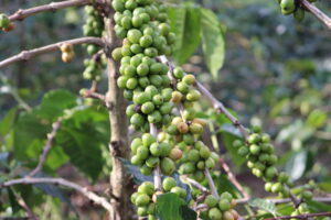 unripe coffee cherries on branch